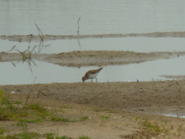 Little Stint