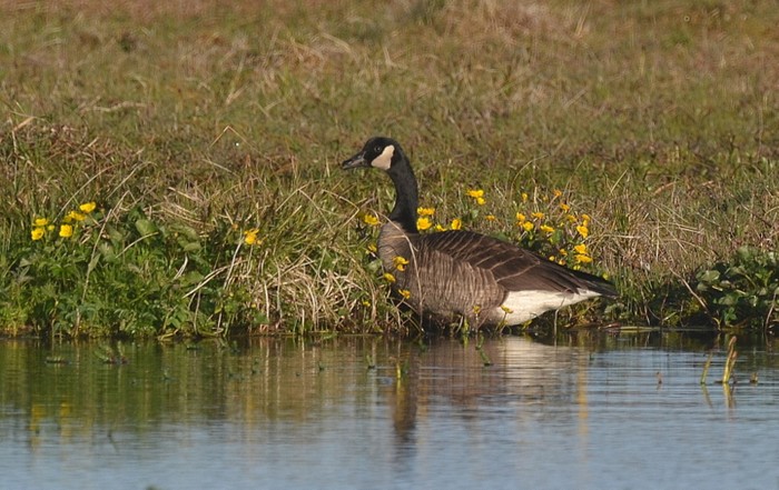 Canada Goose