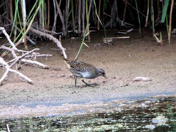 Spotted Crake