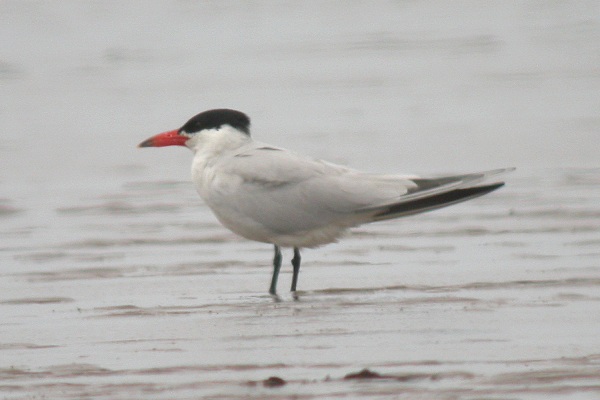Caspian Tern