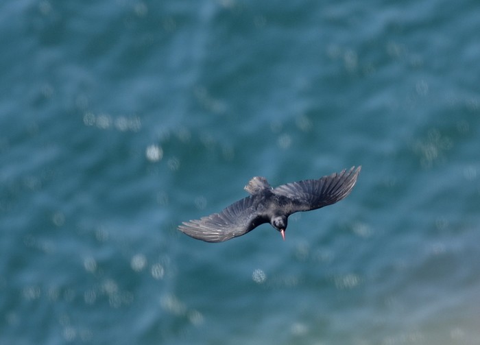 Chough