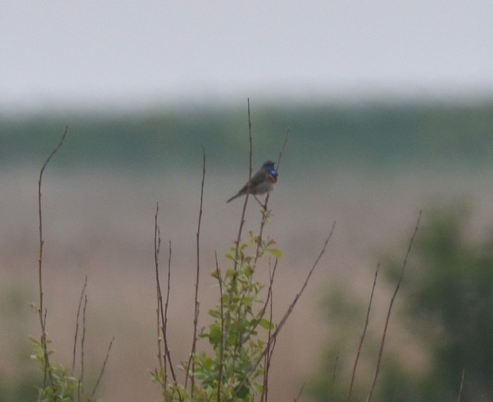 White-spotted Bluethroat