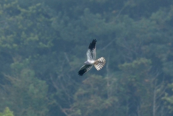 Montagu's Harrier