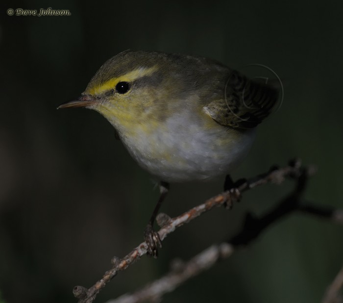 Wood Warbler