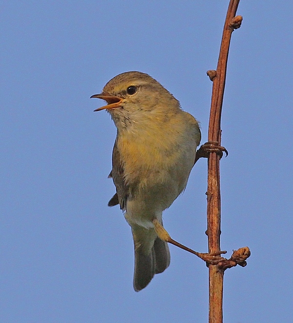 Willow Warbler