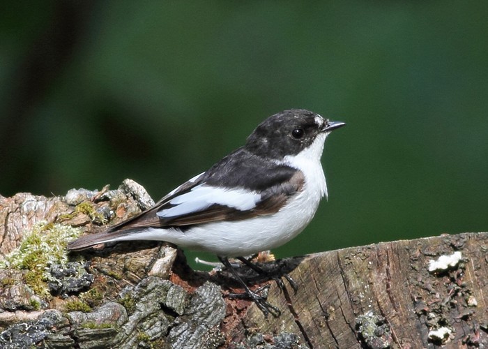 Pied Flycatcher