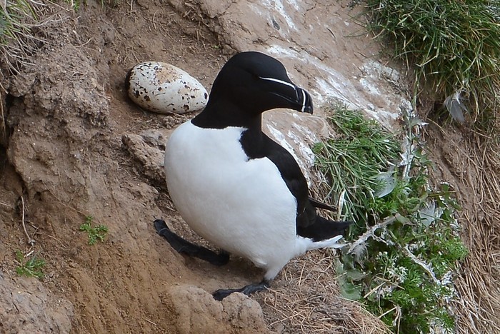 Razorbill
