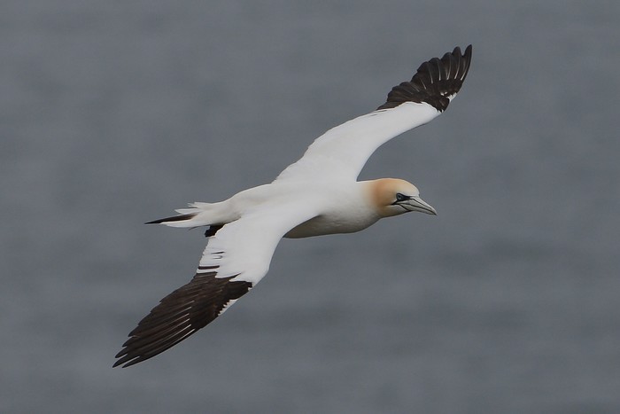 Gannet
