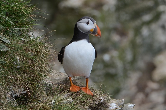 Puffin