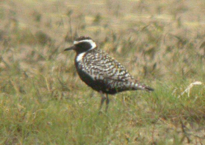 Pacific Golden Plover