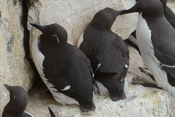 Guillemot 
