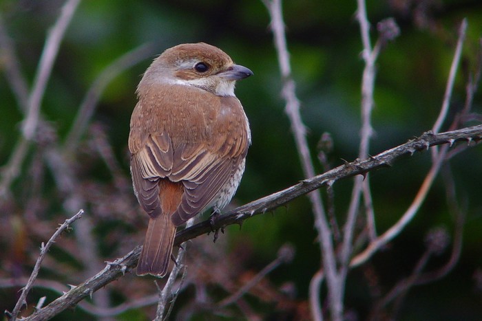 Red-backed Shrike