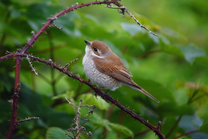 Red-backed Shrike