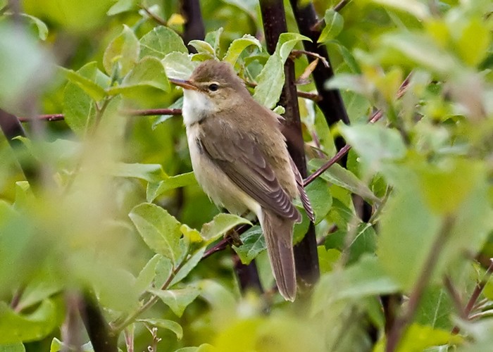 Marsh Warbler