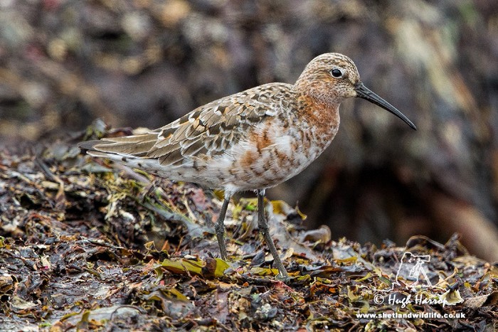 Curlew Sandpiper