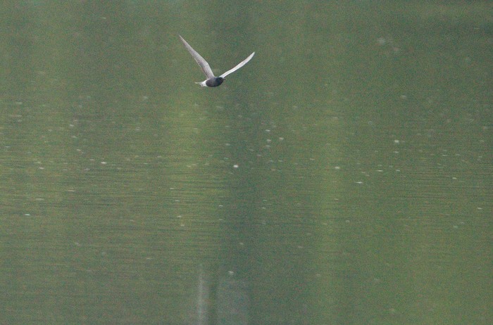 Black Tern