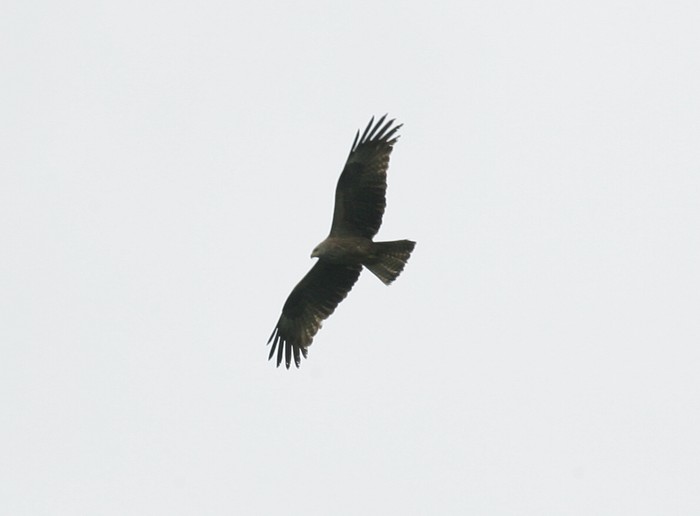 Black Kite