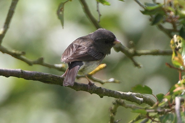 Dark-eyed Junco