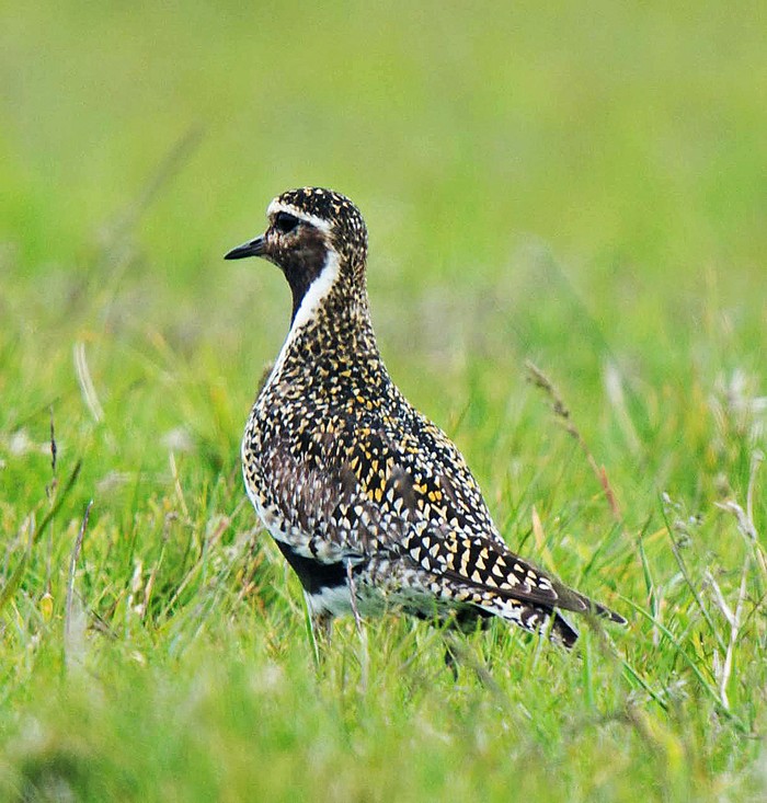 Golden Plover