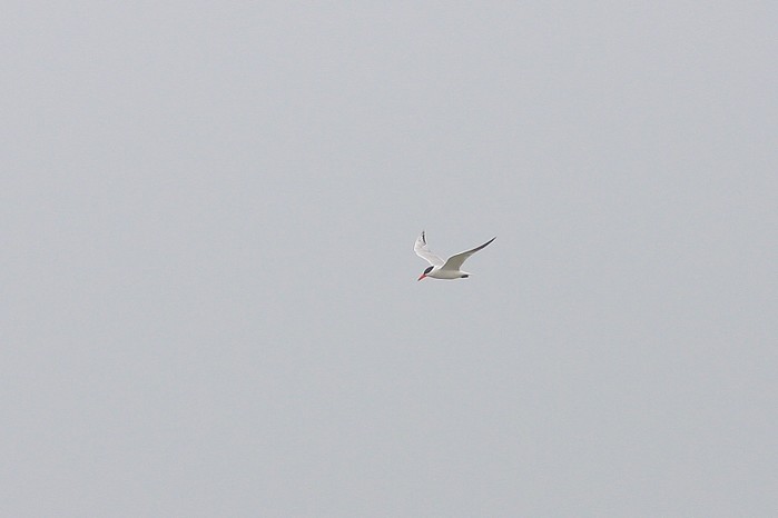 Caspian Tern