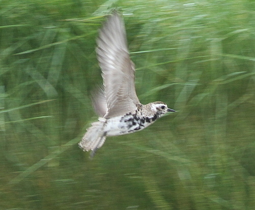 American Golden Plover