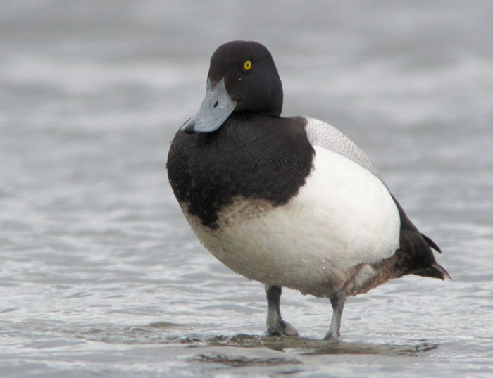 Scaup