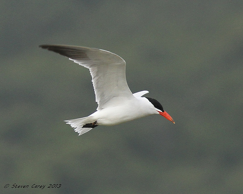 Caspian Tern