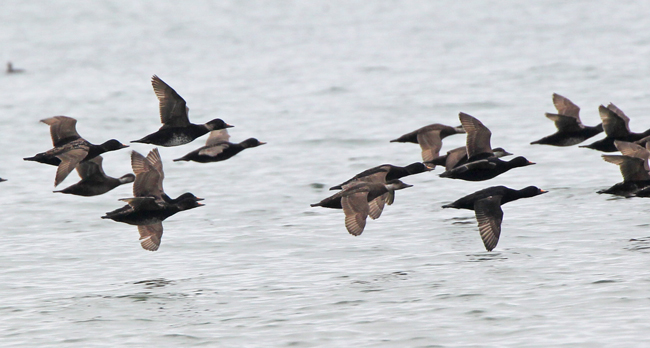 Common Scoter
