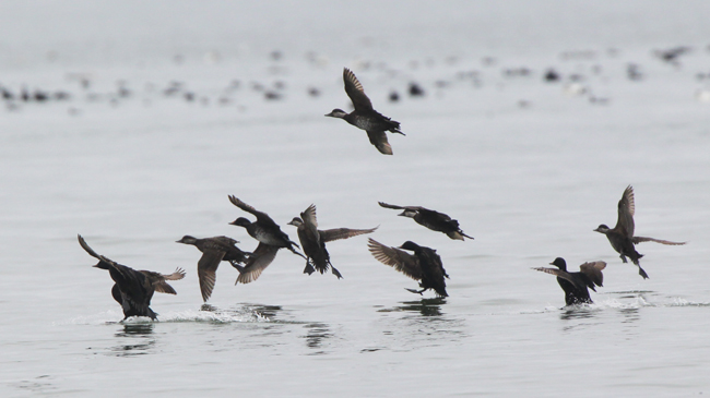 Common Scoter