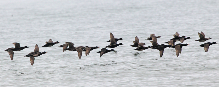 Common Scoter