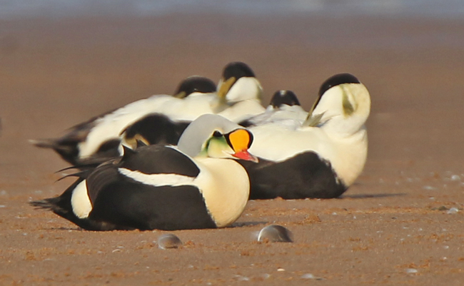King Eider