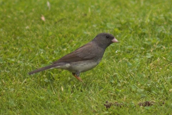 Dark-eyed Junco
