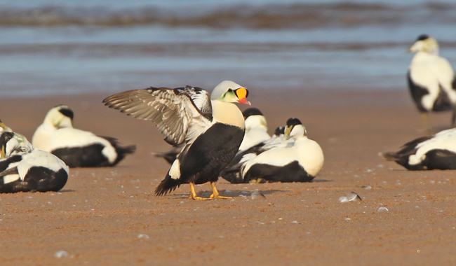 King Eider