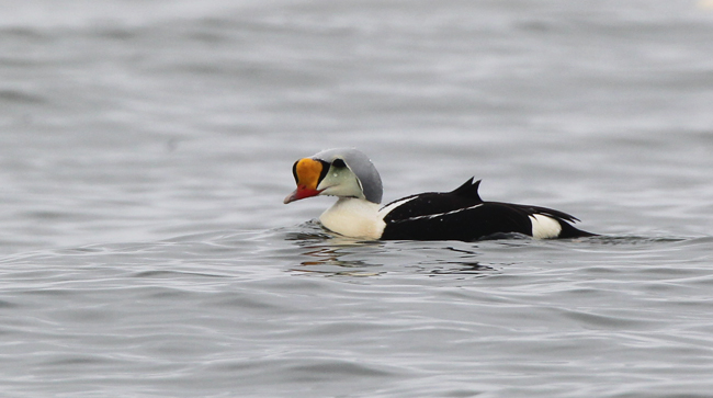 King Eider