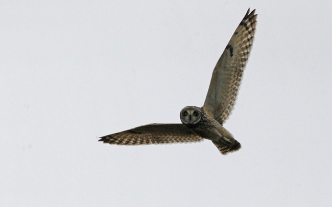 Short-eared Owl