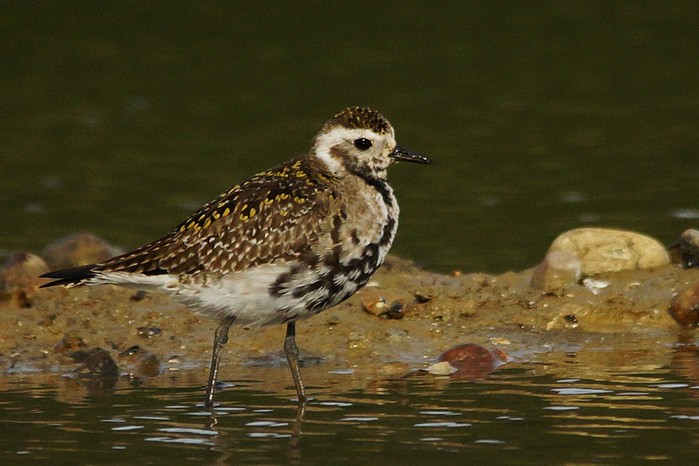 American Golden Plover