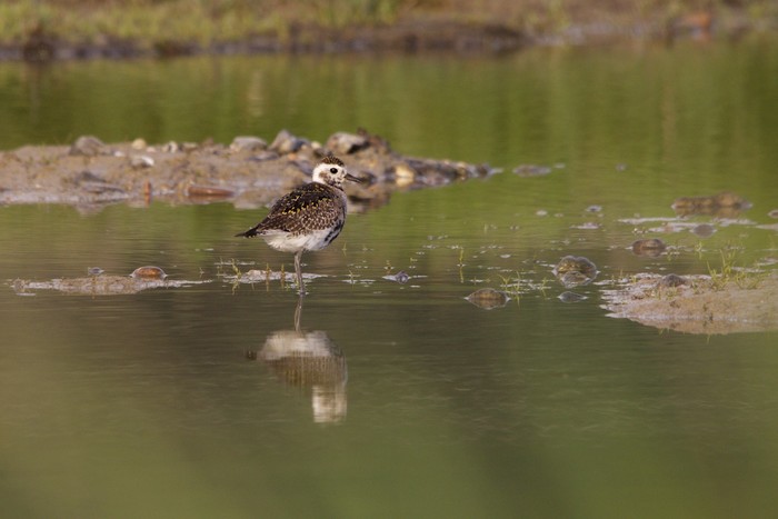 American Golden Plover