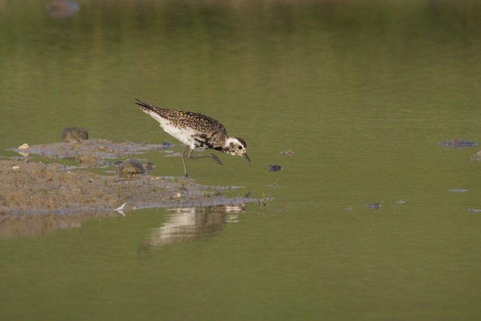 American Golden Plover