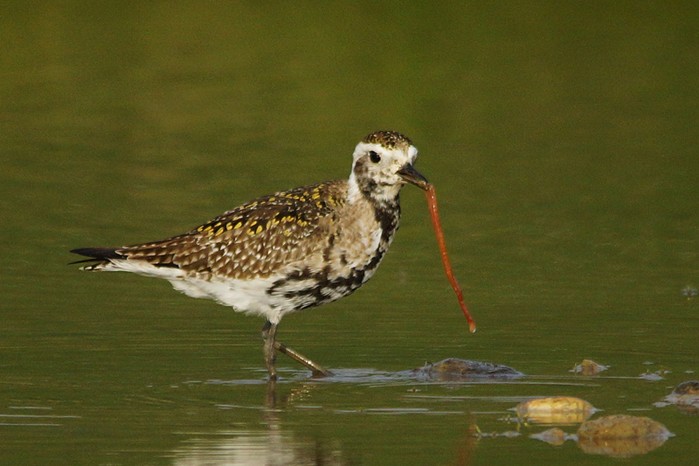 American Golden Plover