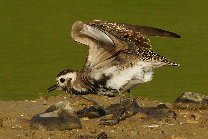 American Golden Plover