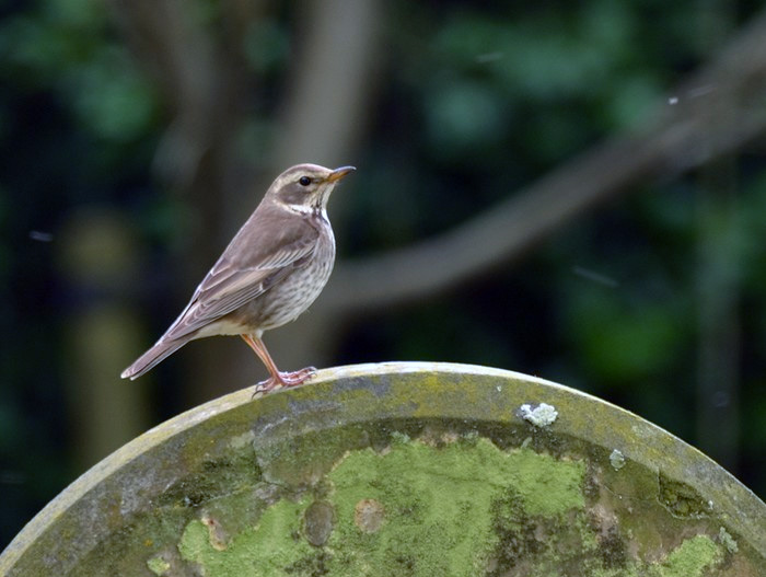 Dusky Thrush