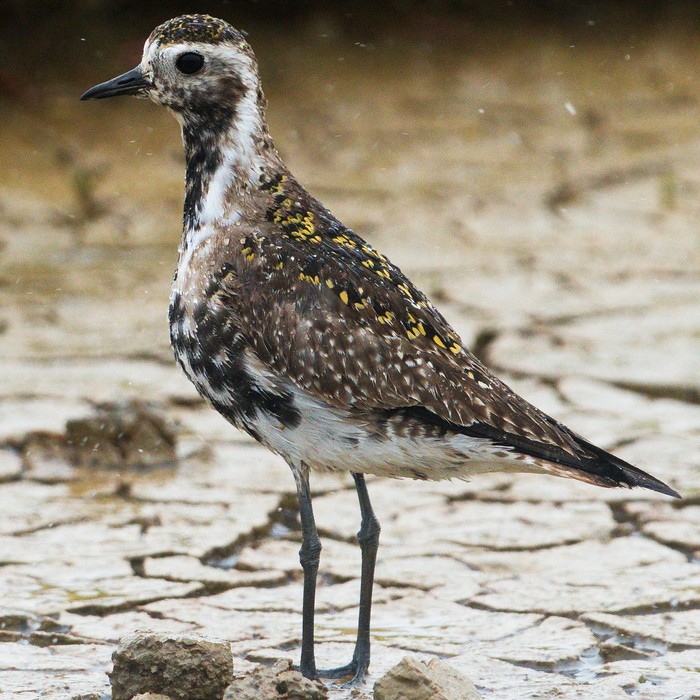 American Golden Plover