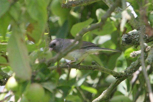Dark-eyed Junco