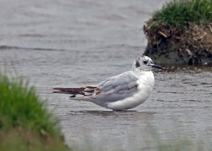 Bonaparte's Gull