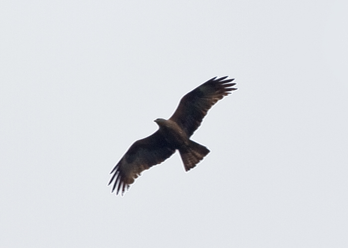 Black Kite
