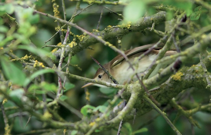Marsh Warbler