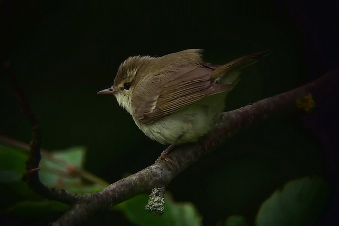 Greenish Warbler