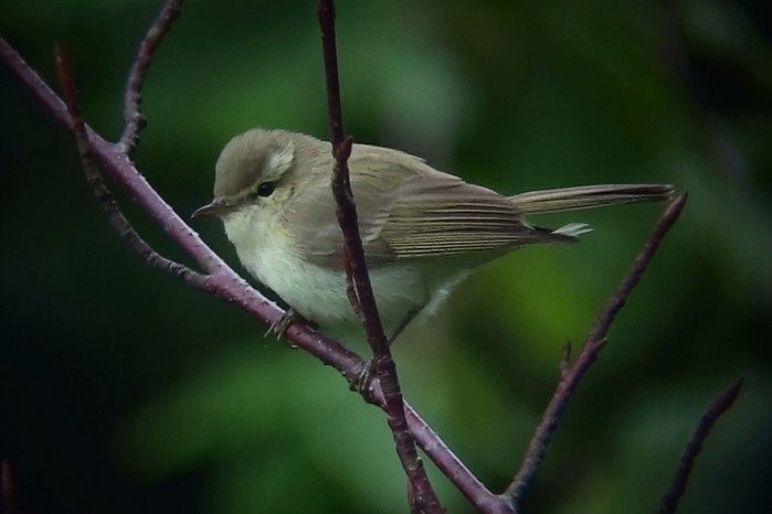 Greenish Warbler