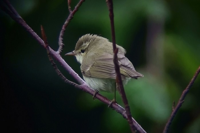 Greenish Warbler