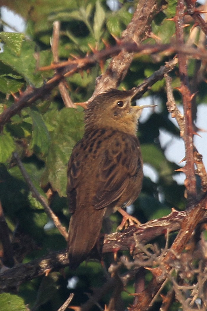 Grasshopper Warbler